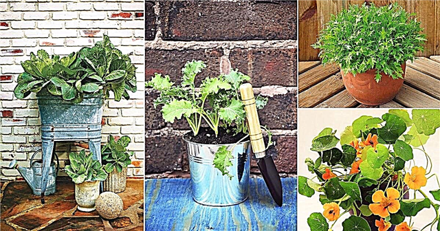 Pěstujte 22 nejlepších zelených listů v nádobách na salát