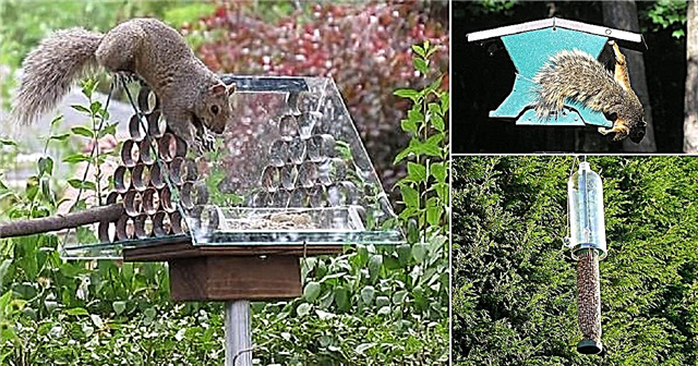 8 idej za dovajanje ptic za veverice, ki jih lahko naredite sami