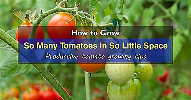 Kā izaudzēt tik daudz tomātu tik mazā telpā Labākais veids, kā audzēt tomātus