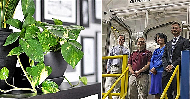 Nowe badanie NASA: Ta roślina domowa najlepiej usuwa zanieczyszczenia powietrza w pomieszczeniach i LZO