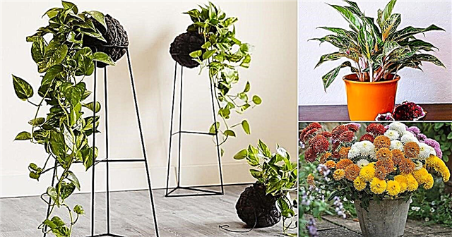 15 комнатных растений, выводящих формальдегид