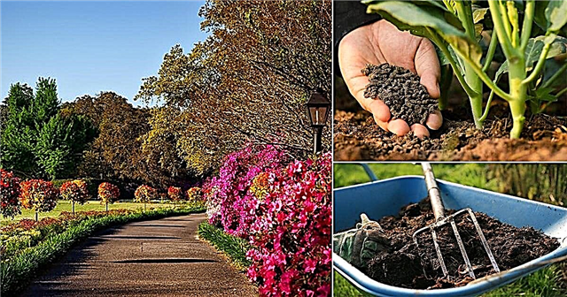 9 důležitých věcí, které musíte v zahradě dělat v dubnu April Garden Tasks
