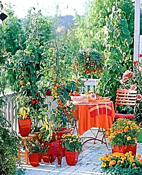 Växande tomater på en balkong