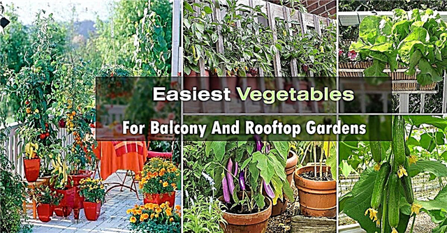 Vegetales de contenedor fácil para balcón y jardín en la azotea | Jardinería vegetal en contenedor
