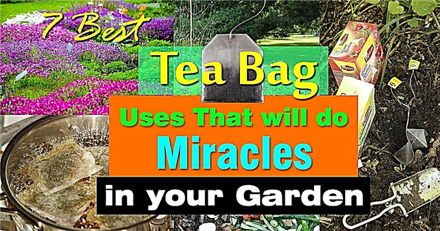7 mejores usos de la bolsita de té en el jardín