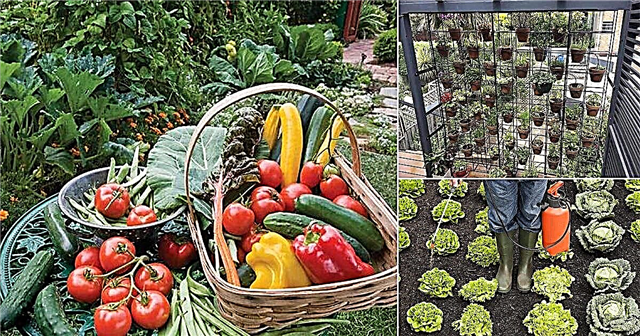 Una guía para principiantes para crear un jardín vegano