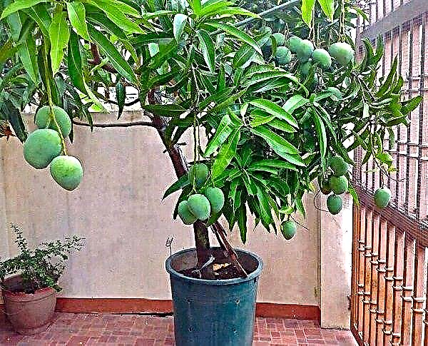 Wie man Mangobaum in einem Topf züchtet | Wachsende Mangobäume in Behältern
