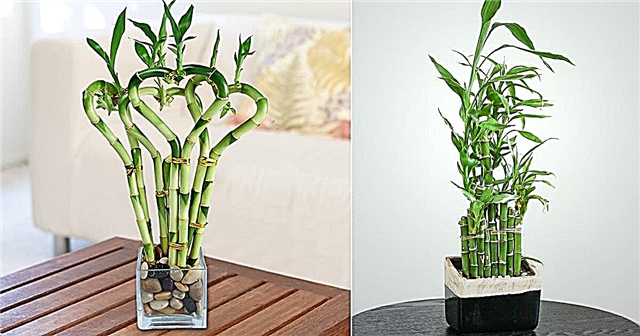 Lucky Bamboo Care Tips & How to Grow it
