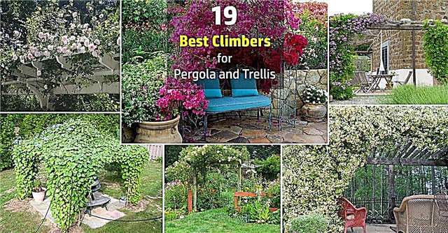19 सर्वश्रेष्ठ पेरगोला पौधे | पेर्गोलस एंड आर्बर्स के लिए पौधों की चढ़ाई