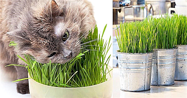실내에서 성장하는 고양이 잔디