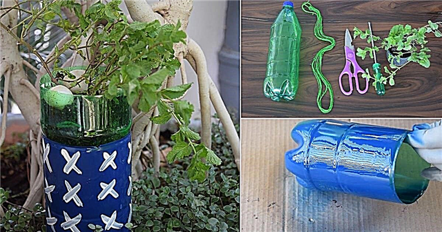 DIY zelf water gevende plantenbak uit een frisdrankfles