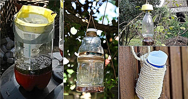 7 ideias de armadilha para vespas DIY para jardim