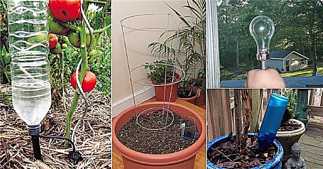 15 ideias de globos de rega DIY para jardineiros ocupados