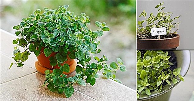 Πώς να καλλιεργήσετε ρίγανη σε δοχεία και δοχεία | Φροντίδα φυτών ρίγανης