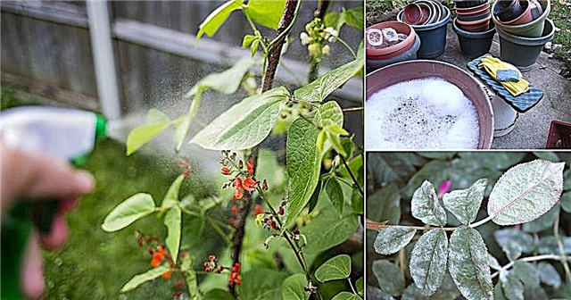 5 najboljših uporab kastilnega mila in koristi na vrtu