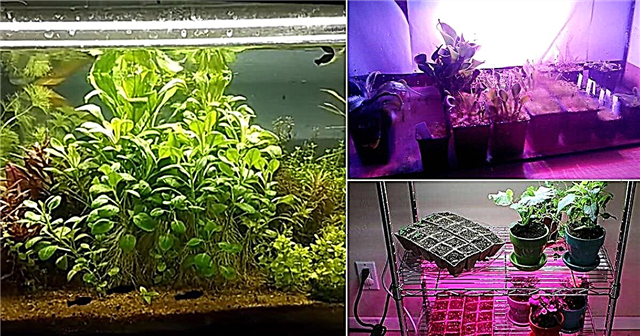 29 DIY LED Grow Light Panels du kan göra hemma