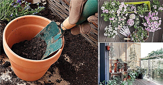 110+ Tipps für die Gartenarbeit in Containern, die Sie jemals wissen müssen