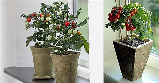 Alles über den Anbau von Tomaten in Innenräumen