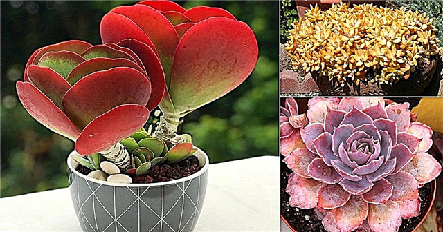 34 Színes pozsgás növények, amelyek hihetetlenül szépek