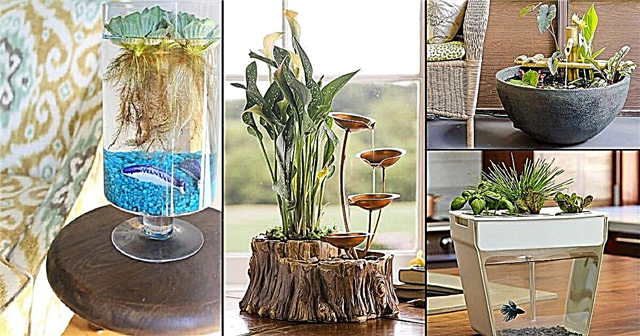 17 geweldige DIY Indoor Water Garden-ideeën