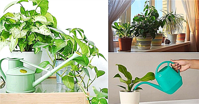 屋内植物に水をまく|観葉植物に水をやる方法
