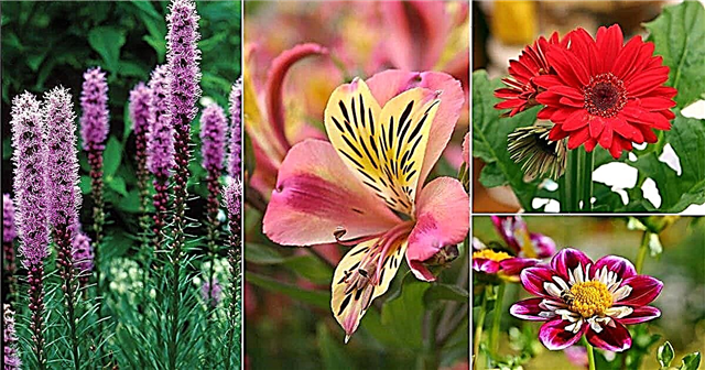44 הפרחים החתוכים הטובים ביותר לחיתוך גן | סוגי פרחים חתוכים