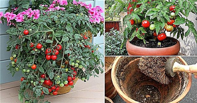 Odlar tomater i krukor? Not 13 Tomatodlingstips för behållare