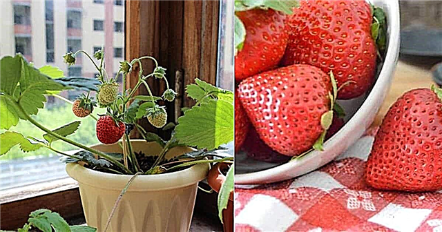 Hemmelighederne ved at dyrke jordbær indendørs året rundt