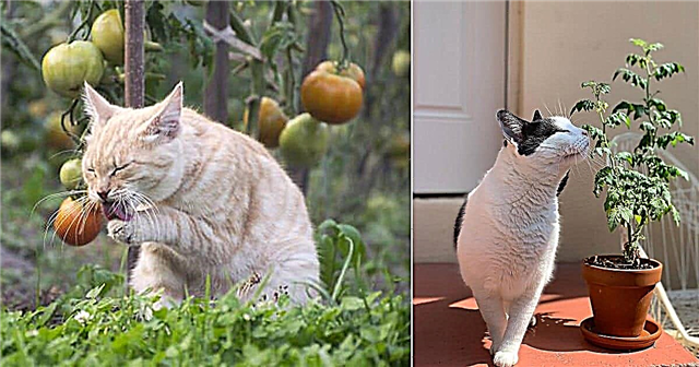 Vai kaķi var ēst tomātus? Vai tomāti ir slikti kaķiem?