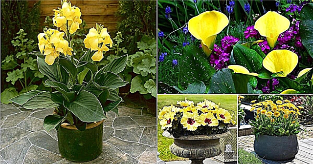 42 типи жовтих квітів для саду | Рослини з жовтими квітами