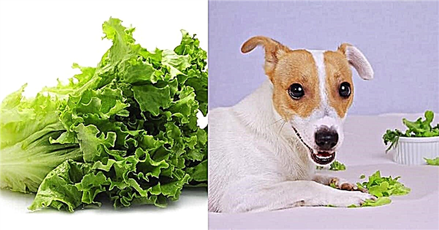 Er salat sikkert for hunde? Kan hunde spise salat?