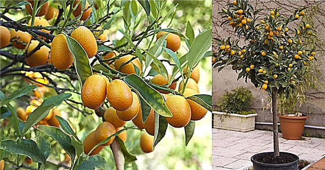Soin et croissance des arbres de kumquat