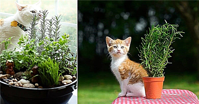 هل تستطيع القطط أكل الروزماري؟ هل الروزماري سام للقطط؟
