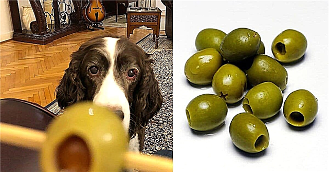 Voivatko koirat syödä oliiveja? Ovatko oliivit koirille huonoja?