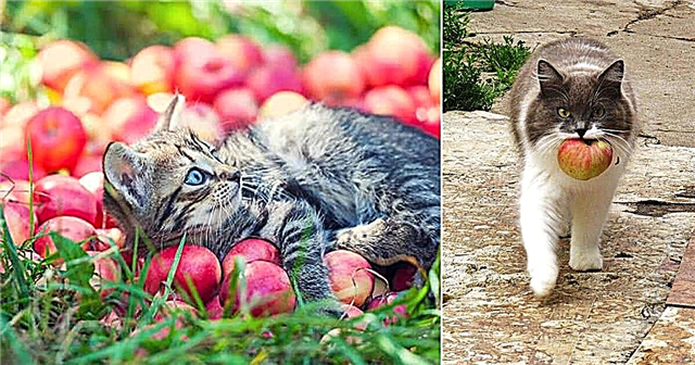 Vai kaķi var ēst ābolus? Vai āboli ir slikti kaķiem?
