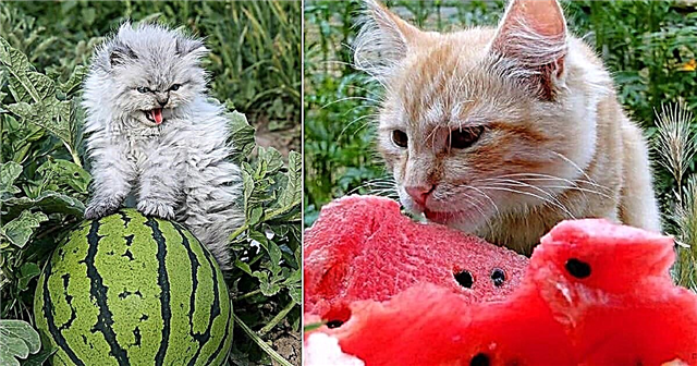 Могу ли мачке да једу лубеницу? Да ли је безбедно?