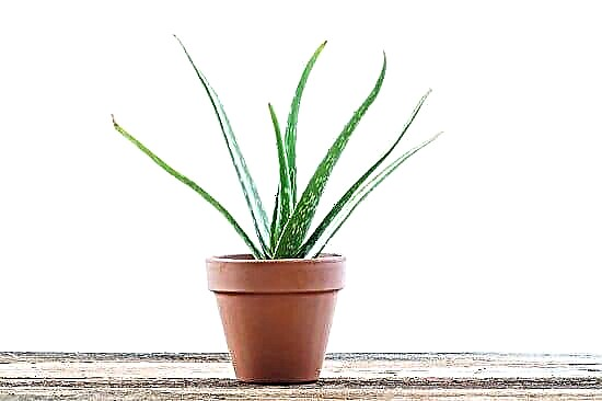 Wie oft gießen Sie Aloe Vera Pflanzen?