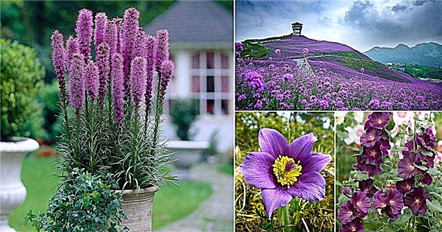 68 types de fleurs violettes | Noms de fleurs violettes