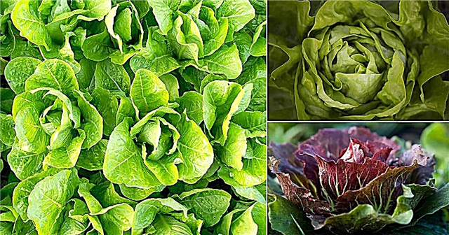 18 féle saláta, amelyet termesztenie kell A legjobb saláta fajták