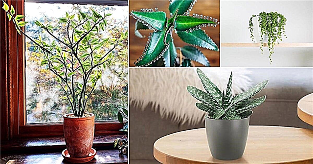 27 Succulents Rendah Cahaya yang Tumbuh dalam Gelap