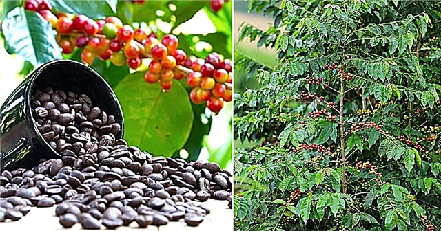 Groeien koffiebonen aan bomen?