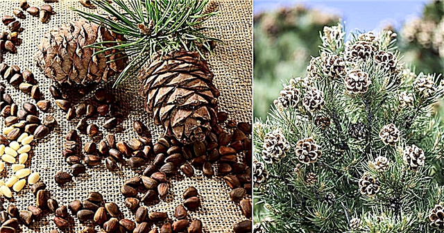 Hvor kommer pinjekjerner fra? | Pine Nuts Ernæringsfakta