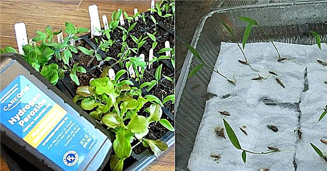Como embeber sementes em peróxido de hidrogênio melhora a germinação