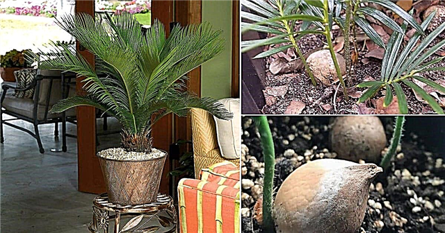 Kako saditi seme palme Sago