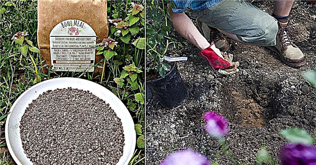 Cómo usar harina de huesos en plantas