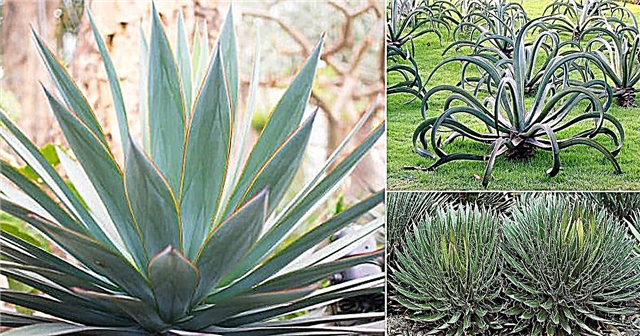 12 가지 유형의 용설란 식물 성장 | 최고의 용설란 품종
