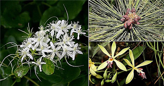 11 blomster der lugter som vanilje