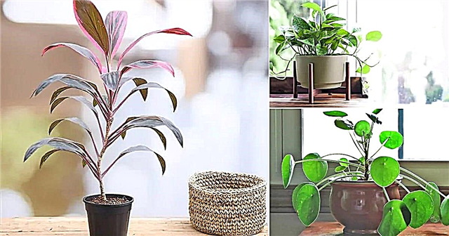11 plantes qui attirent de l'argent et rapportent la fortune à la maison