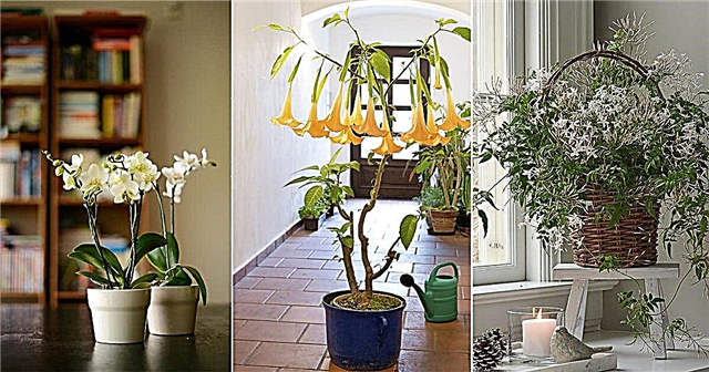 24 최고의 향기로운 실내 식물은 성장해야합니다!