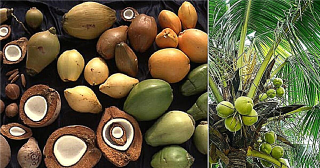 11 diversi tipi di noci di cocco | Varietà di cocco